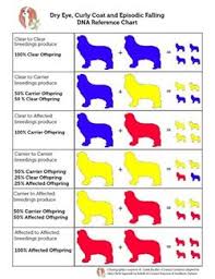 Hand Picked Cavalier King Charles Spaniel Size Chart
