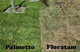 st augustine palmetto sod learn about