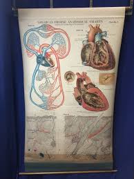 Nystrom American Frohse Anatomical Chart Plate No 4