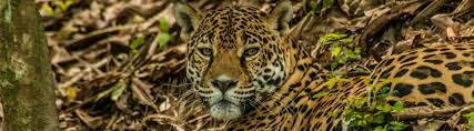 They are normally found near water, and prefer swampland or tropical rainforest. Species Profile Jaguar Panther Onca Rainforest Alliance