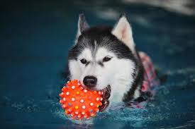 siberian husky holding toy in mouth and