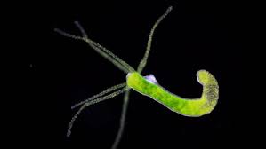 Image result for hydrozoa