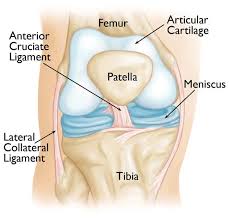 meniscus repair surgery meniscal tear
