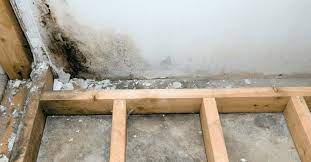Mold Removal In Basement 5 Steps To