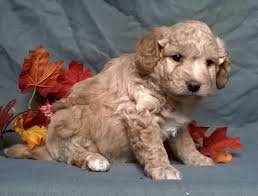 Aussiedoodle puppies for sale and dogs for adoption in ohio, oh. Mymhc9elgnpilm