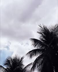 Céu #nuvens #coqueiro | Instagram, Por do sol, Nublado