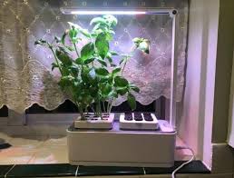 Hydroponics Growing System Indoor Herb
