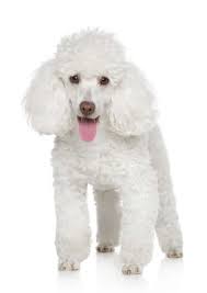 Maybe you would like to learn more about one of these? Types Of Poodle Hair A Complete Guide With Pictures Poodle Report