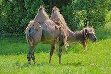 They can weigh up to 2,300 pounds. Camel Hair Wikipedia