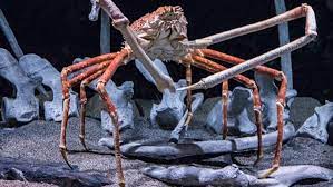 Top 10 Biggest Crab In The World gambar png