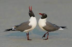 Image result for picture of a laughing Gull