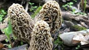 Are morels good for you?