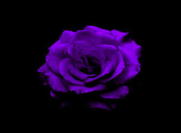 single purple rose images parcourir