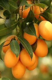 Image result for tropical fruits from guyana