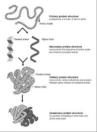 All About Protein What Is It And How Much Do You Need