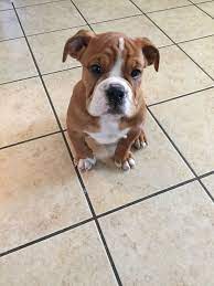 It is broad muzzled and short faced, but not so excessive as to interfere with breathing. Victorian Bulldog Puppy Victorian Bulldog Bulldog Puppies Puppies