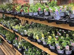 Bedding Plants Vegetable Plants And