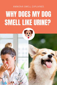 reasons why my dog smells like urine