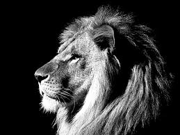 lion black and white wallpapers