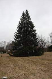 How to trim the bottom of a pine tree. Trim Off Lower Branches On Pine Trees Pros And Cons