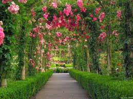 free red rose flower garden