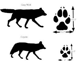 identifying coyotes and wolves