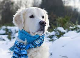 14 ways to protect your dog – Cold weather