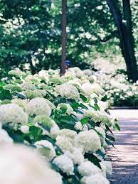 White Flowers To Beautify Your Garden