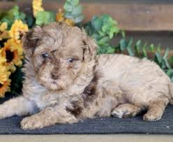 toy poodle puppies keystone