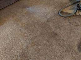 what s really creeping in your carpets
