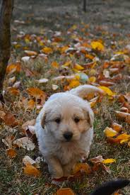 Find small white puppies and dogs from a breeder near you. Little White Puppies Cheap Online