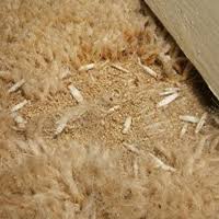 carpet moths who pays for new carpets