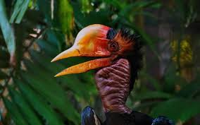 Mewartakan spesies haiwan dan tumbuhan sebagai spesies yang dilindungi. Burung Enggang Bertopi Di Sarawak Kini Diancam Kepupusan Kerana Pemburuan Sarawak Kita
