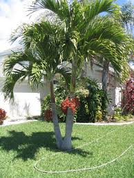 Palm Trees Veitchia Merillii