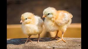 Typically, backyard and small farm chickens also eat food scraps from the farm household. What Do Baby Chickens Eat Youtube