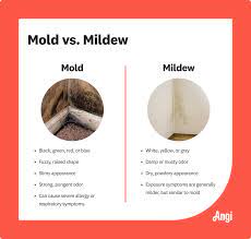 mildew vs mold how to tell the difference
