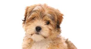 malshipoo dog a complete guide to the