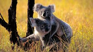 Cracking The Koala Code Koala Fact Sheet Nature Pbs