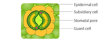a labeled diagram of stomata with