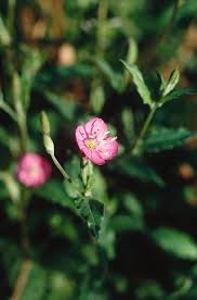 Oenothera rosea in Flora of China @ efloras.org