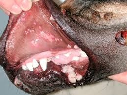 canine papillomavirus an