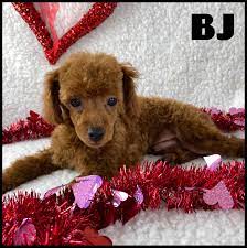 bj found his forever home with a loving