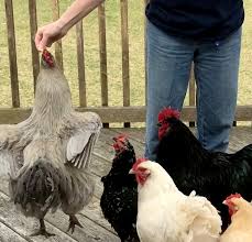If you are going to train your chickens to step up on your hand voluntarily or even run an agility course, you. 4 Tasks And Tricks You Can Train Chickens To Do Hobby Farms