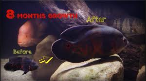 Watch My Oscar Cichlid Grow From 3 To 10 Inches