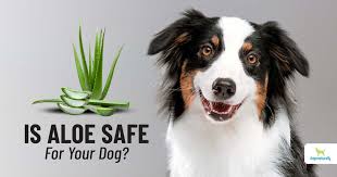 Aloe Vera For Dogs 7 Uses And 1