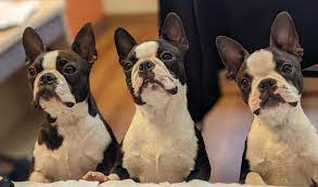 welcome to eq boston terriers we are