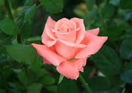 bellissima rosa rosa 1985084 Foto d'archivio