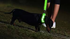 7 Best Light Up Dog Collar Brands 2020 For Night Walks And Winter Time