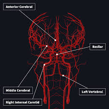The arteries in this junctional area originate from the arch of the aorta. Blood Supply To The Brain Complete Anatomy