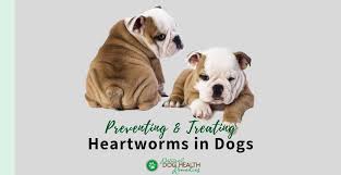 preventing and treating heartworms in dogs